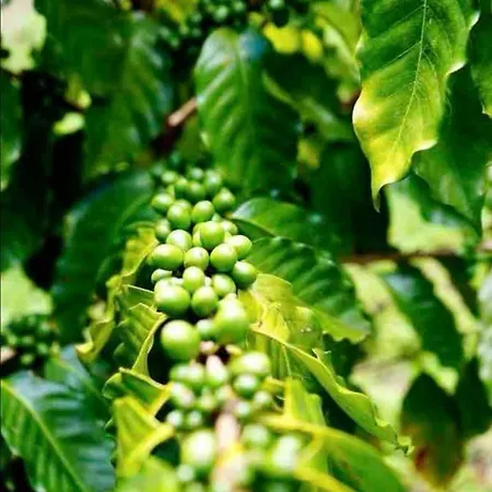 Adella'S Blue Mountain Coffee Farmstay Kingston Exterior photo